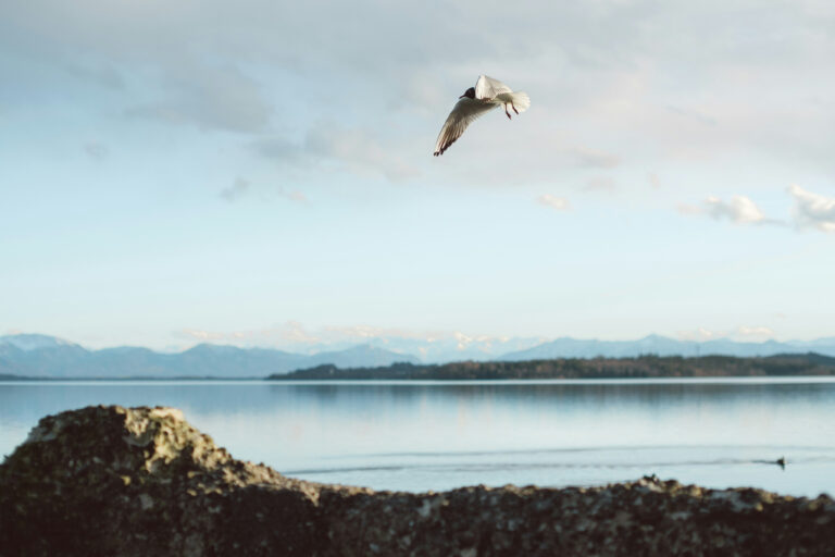 vogel ueber dem ufer